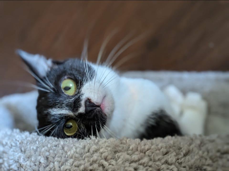 Anna and Valentina, a Adopted Domestic Short Hair in Flanders, NJ image 1/5