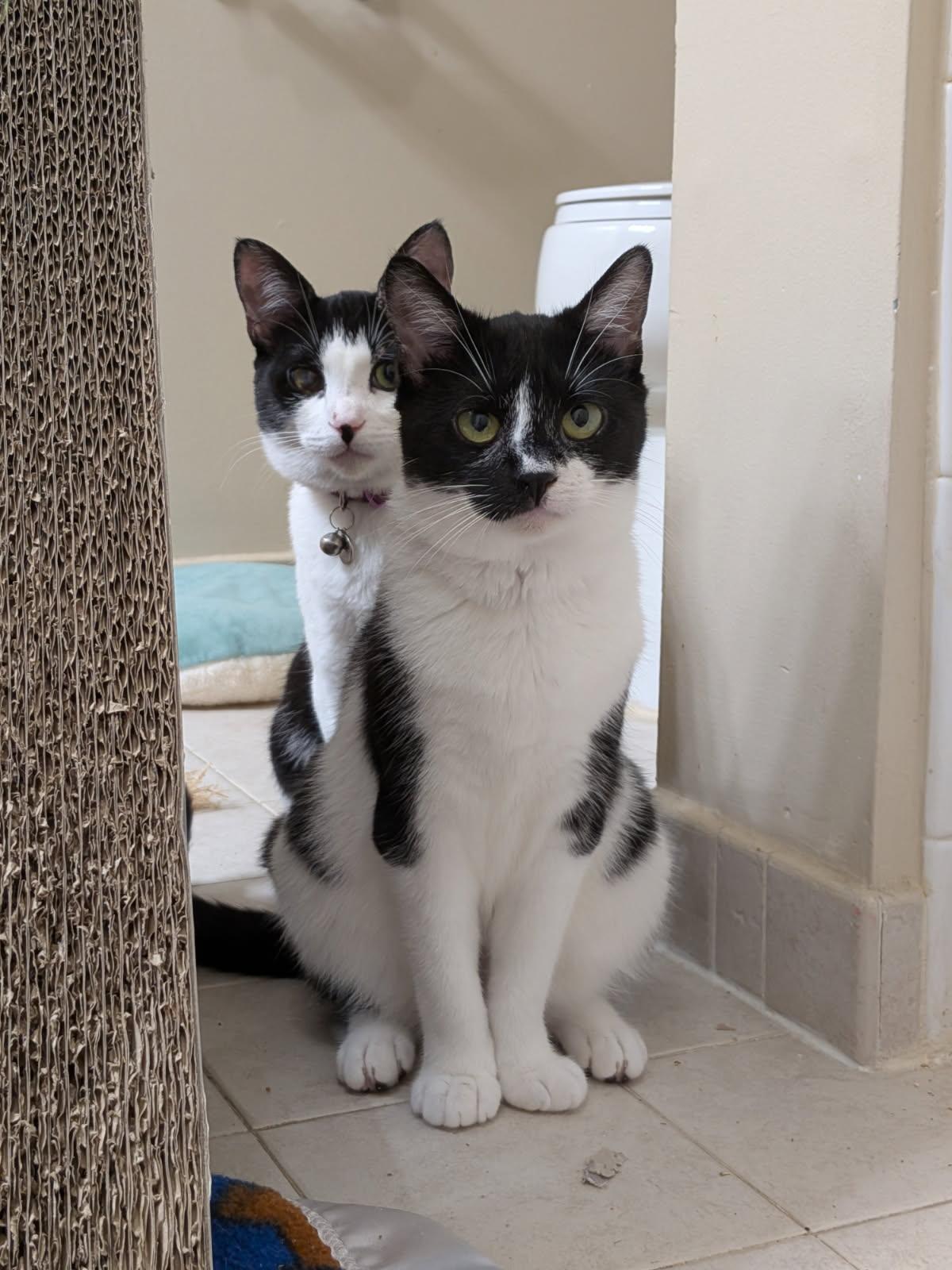 Anna and Valentina, a Adopted Domestic Short Hair in Flanders, NJ image 2/5