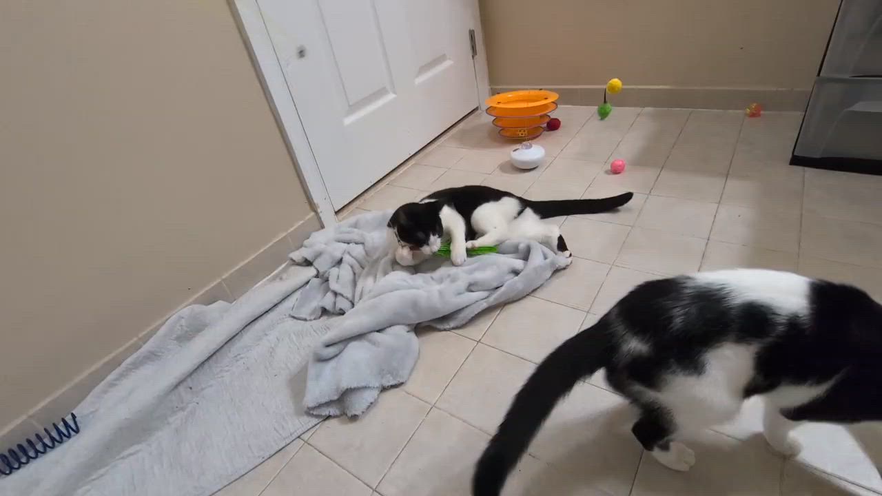 Enlarge Anna and Valentina, a Adopted Domestic Short Hair in Flanders, NJ video 5/5