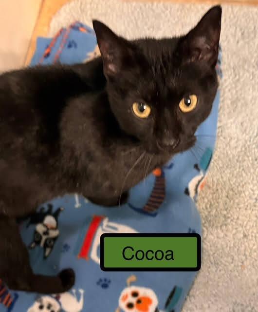 Enlarge Cocoa, a Adoptable Domestic Short Hair in Anoka, MN image 1/3