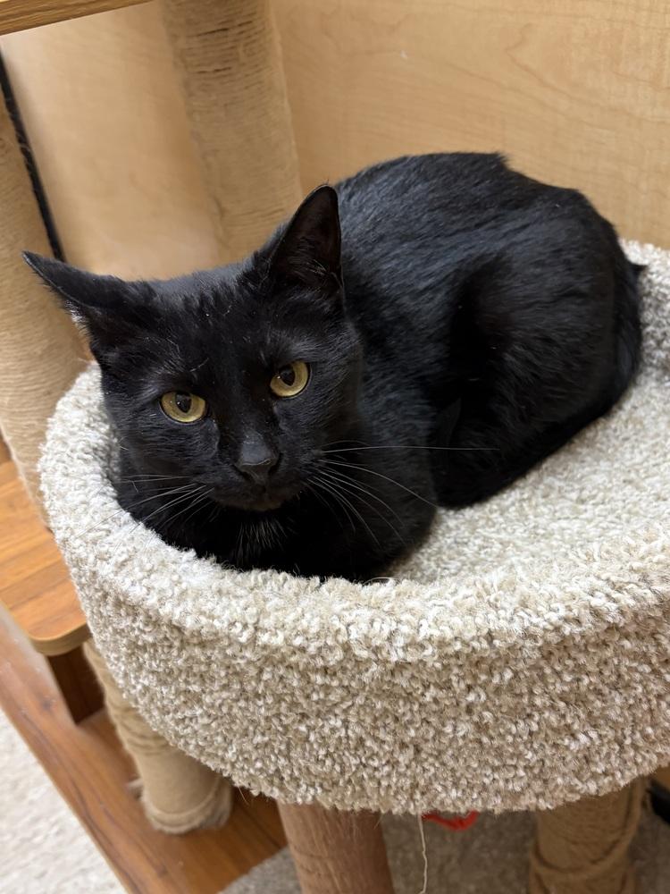 Enlarge Cocoa, a Adoptable Domestic Short Hair in Anoka, MN image 3/3
