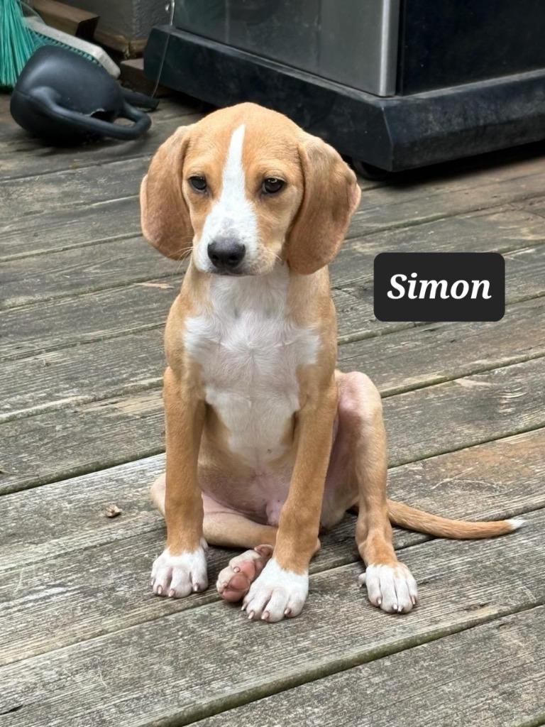 Enlarge Simon, a Adoptable Beagle in Buffalo, MO image 1/1