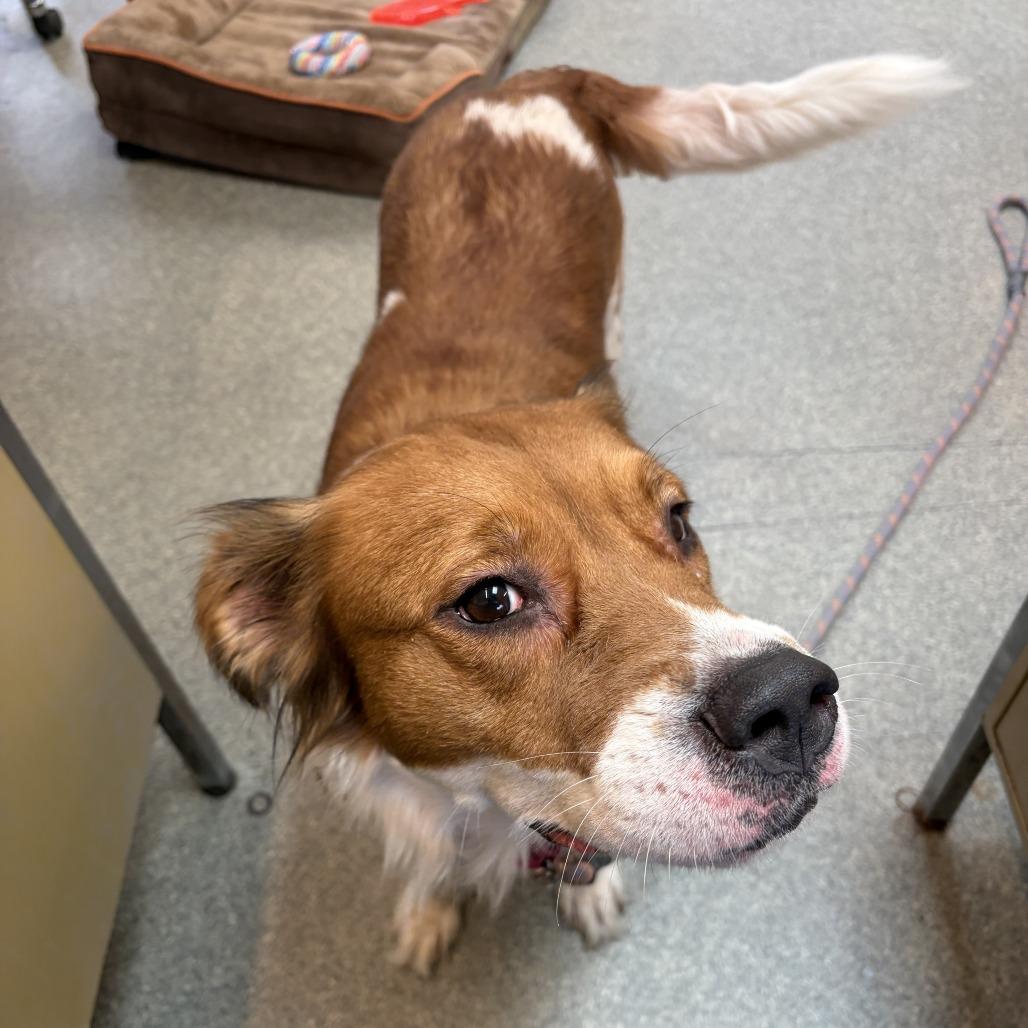 Enlarge Gypsy, a Adoptable Shepherd in Delaware, OH image 1/6