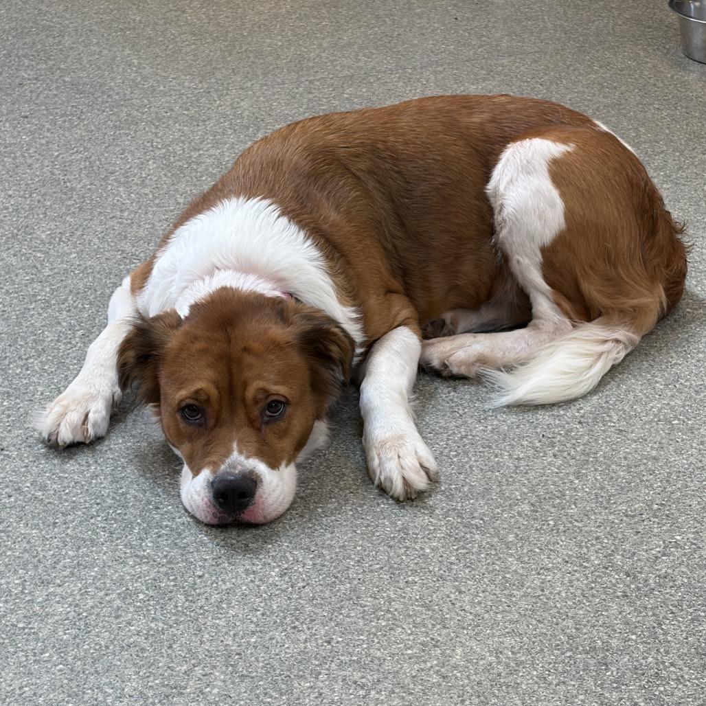 Enlarge Gypsy, a Adoptable Shepherd in Delaware, OH image 3/6