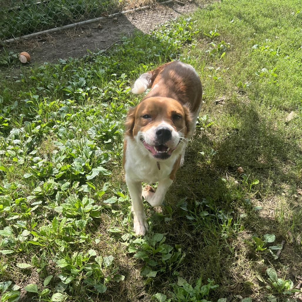 Enlarge Gypsy, a Adoptable Shepherd in Delaware, OH image 4/6