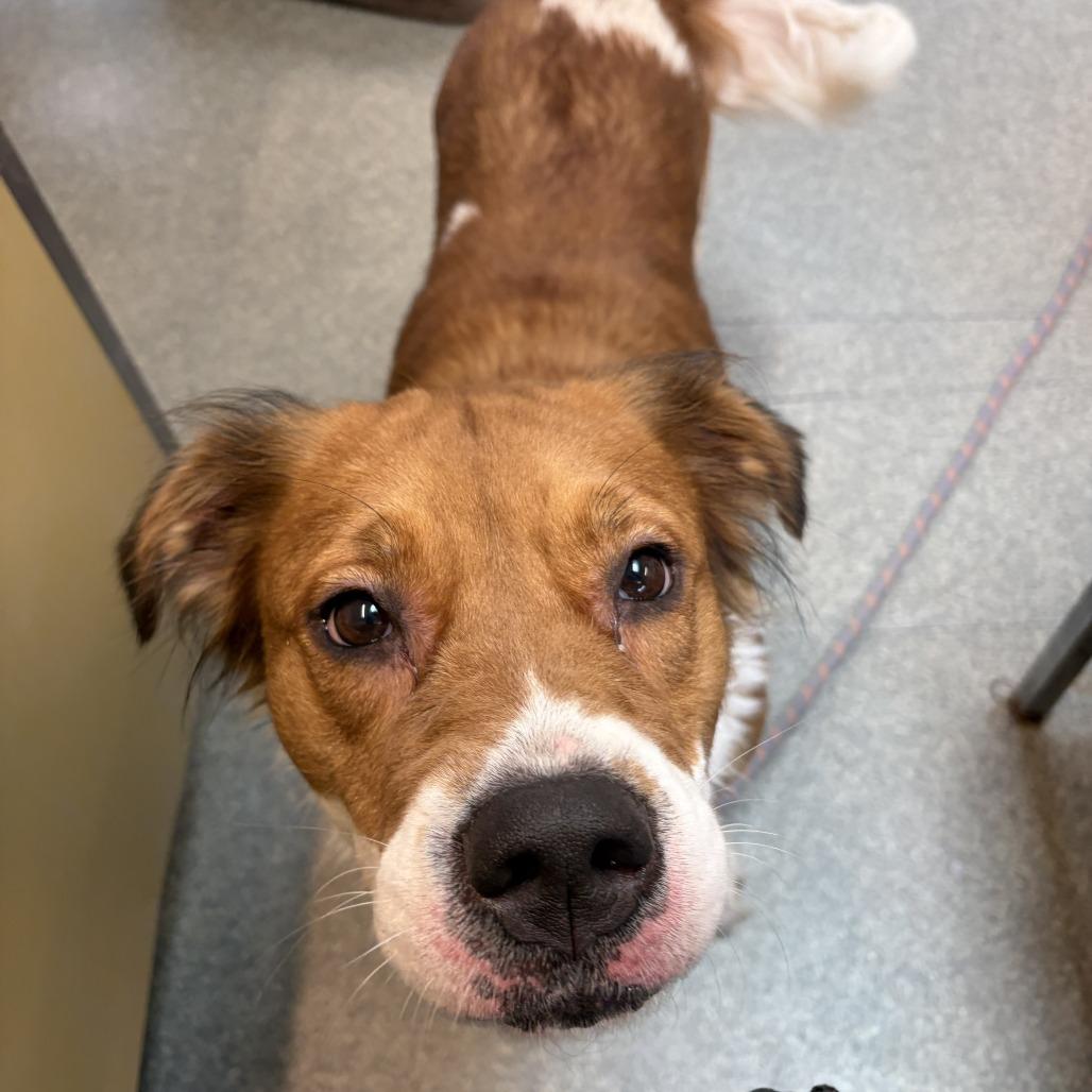 Enlarge Gypsy, a Adoptable Shepherd in Delaware, OH image 5/6