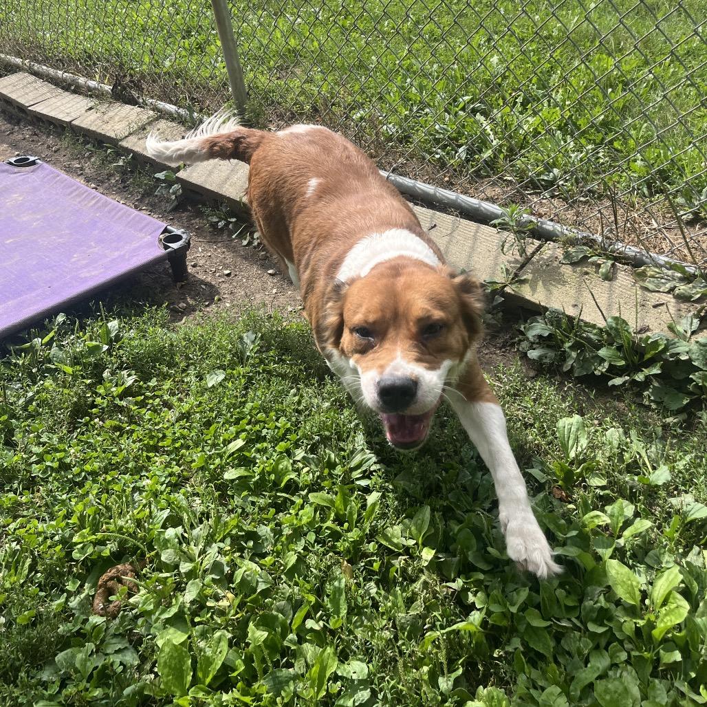 Enlarge Gypsy, a Adoptable Shepherd in Delaware, OH image 6/6