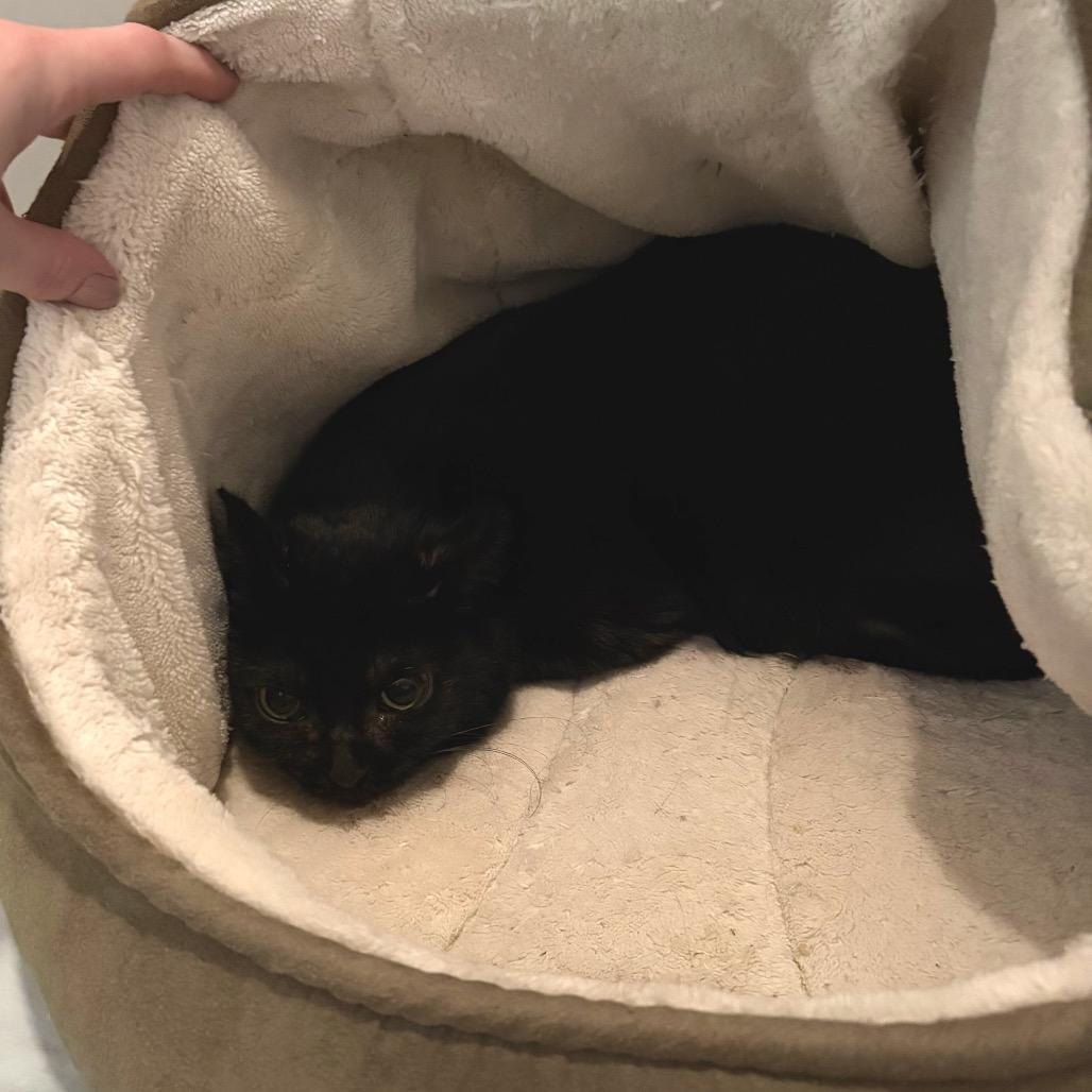 Bella, Adoptable, Senior Female Domestic Short Hair.