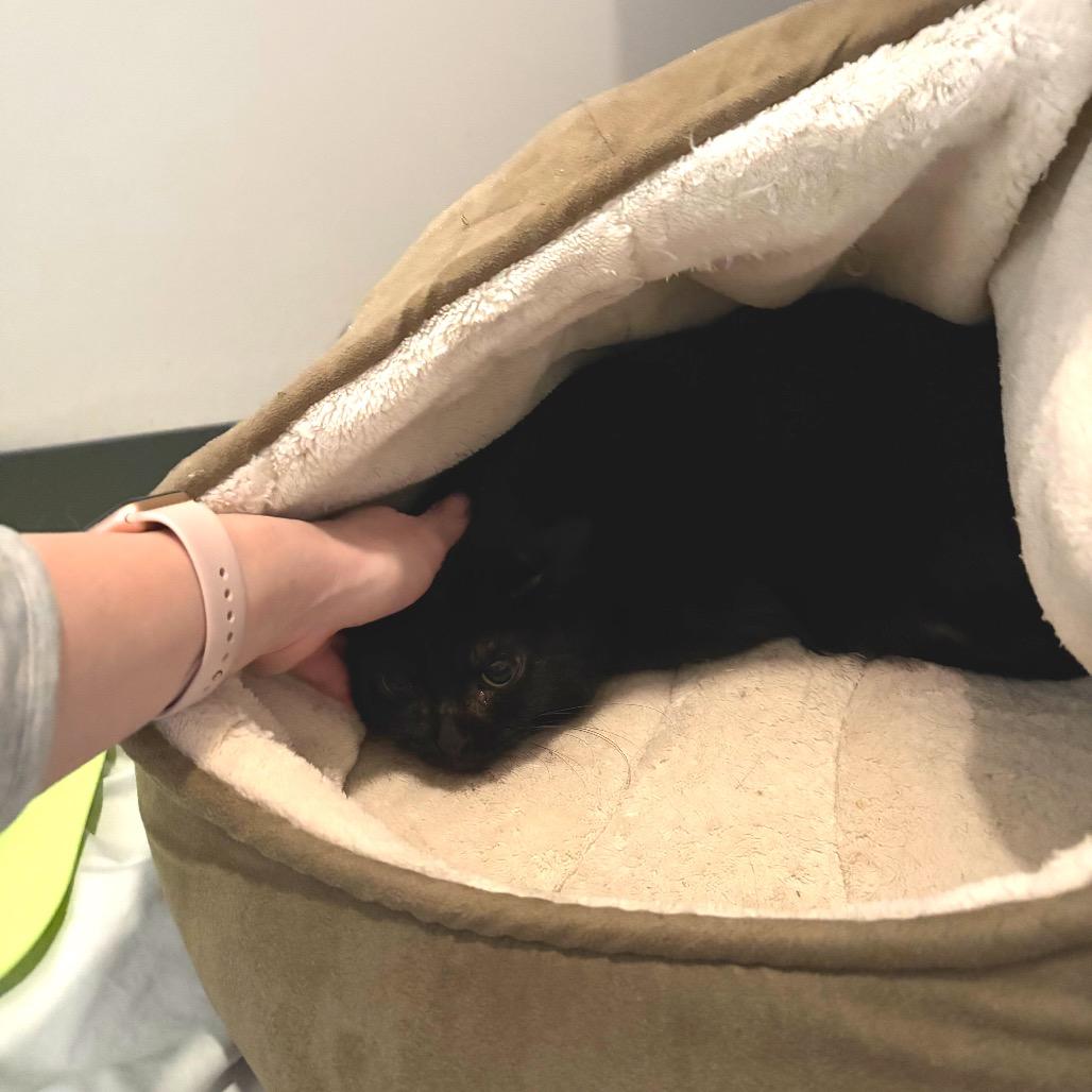 Enlarge Bella, a Adoptable Domestic Short Hair in Ferndale, MI image 2/4