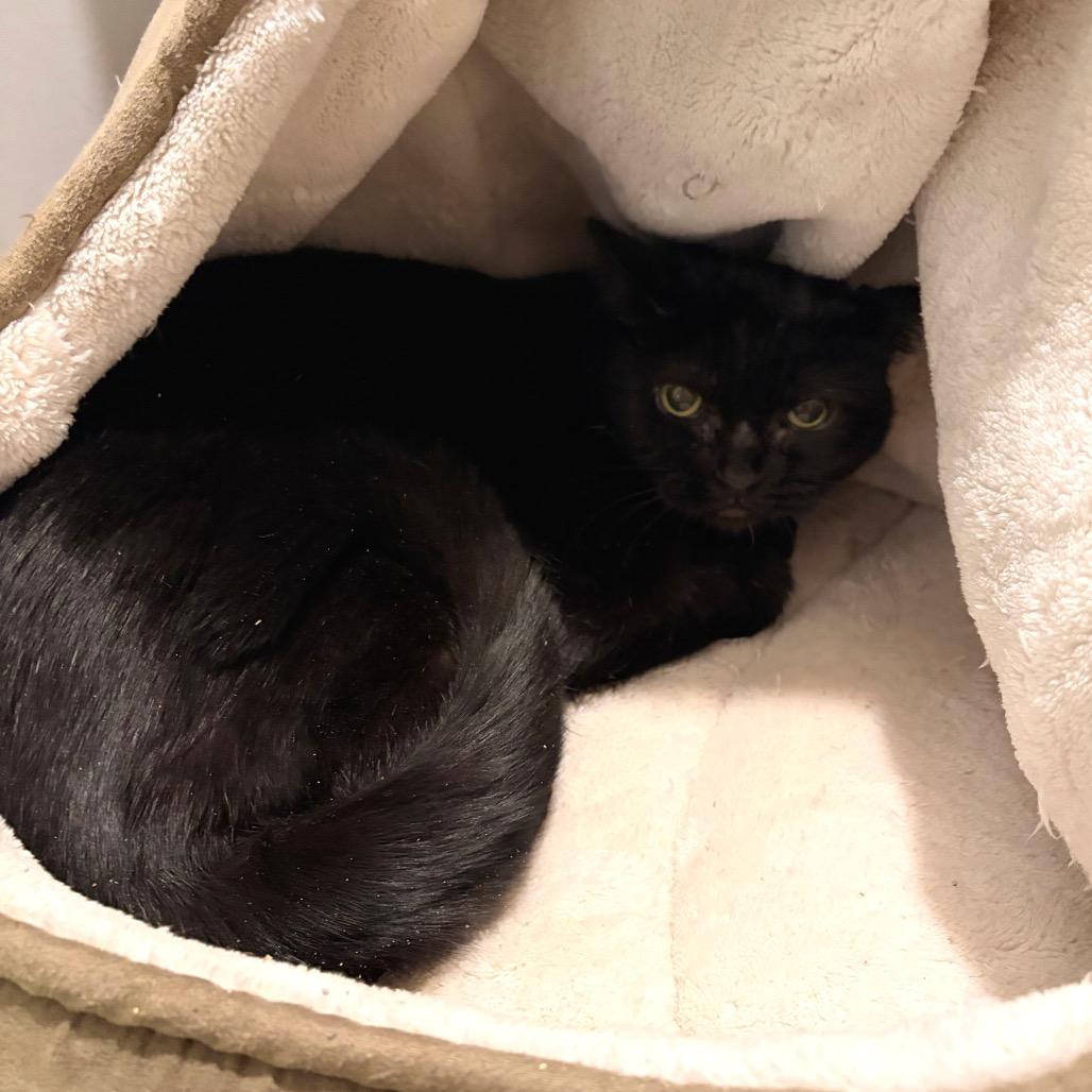 Enlarge Bella, a Adoptable Domestic Short Hair in Ferndale, MI image 3/4