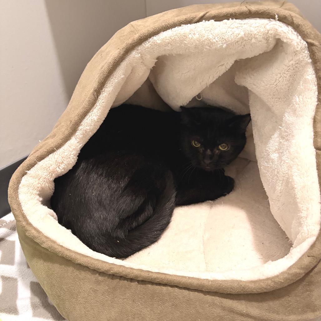 Enlarge Bella, a Adoptable Domestic Short Hair in Ferndale, MI image 4/4