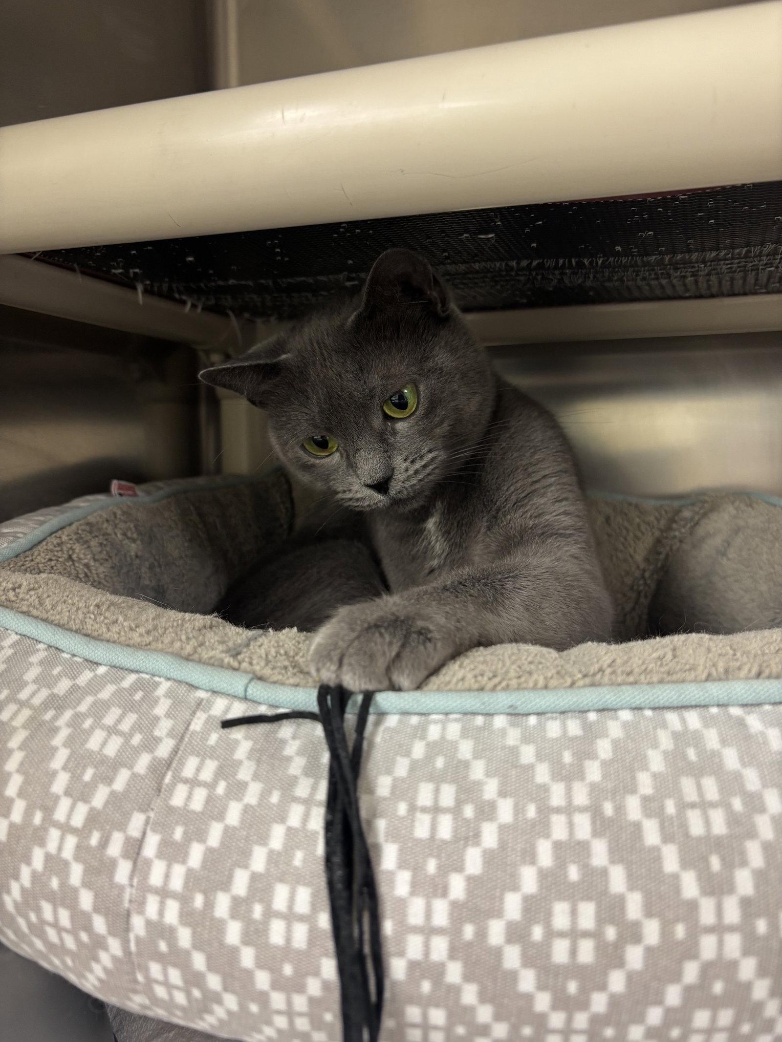 Titi, Adoptable, Adult Female Domestic Short Hair.