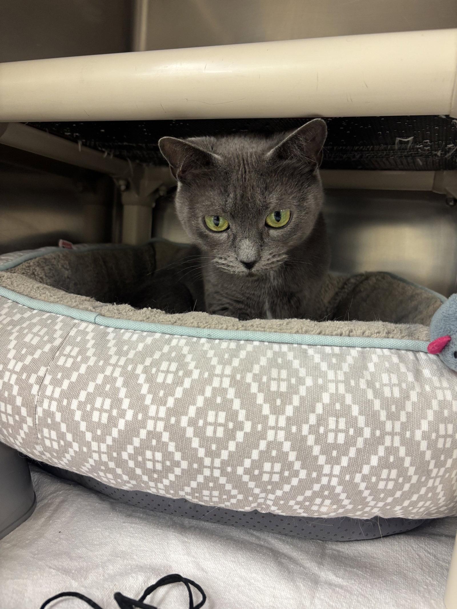 Enlarge Titi, a Adoptable Domestic Short Hair in Brick, NJ image 2/3