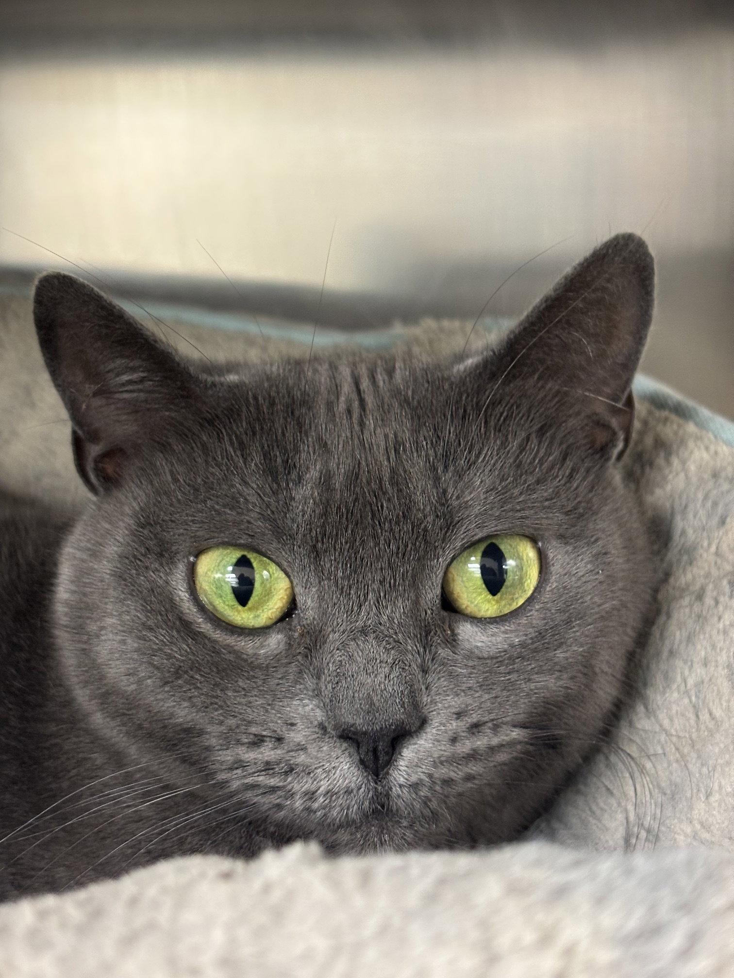 Enlarge Titi, a Adoptable Domestic Short Hair in Brick, NJ image 3/3