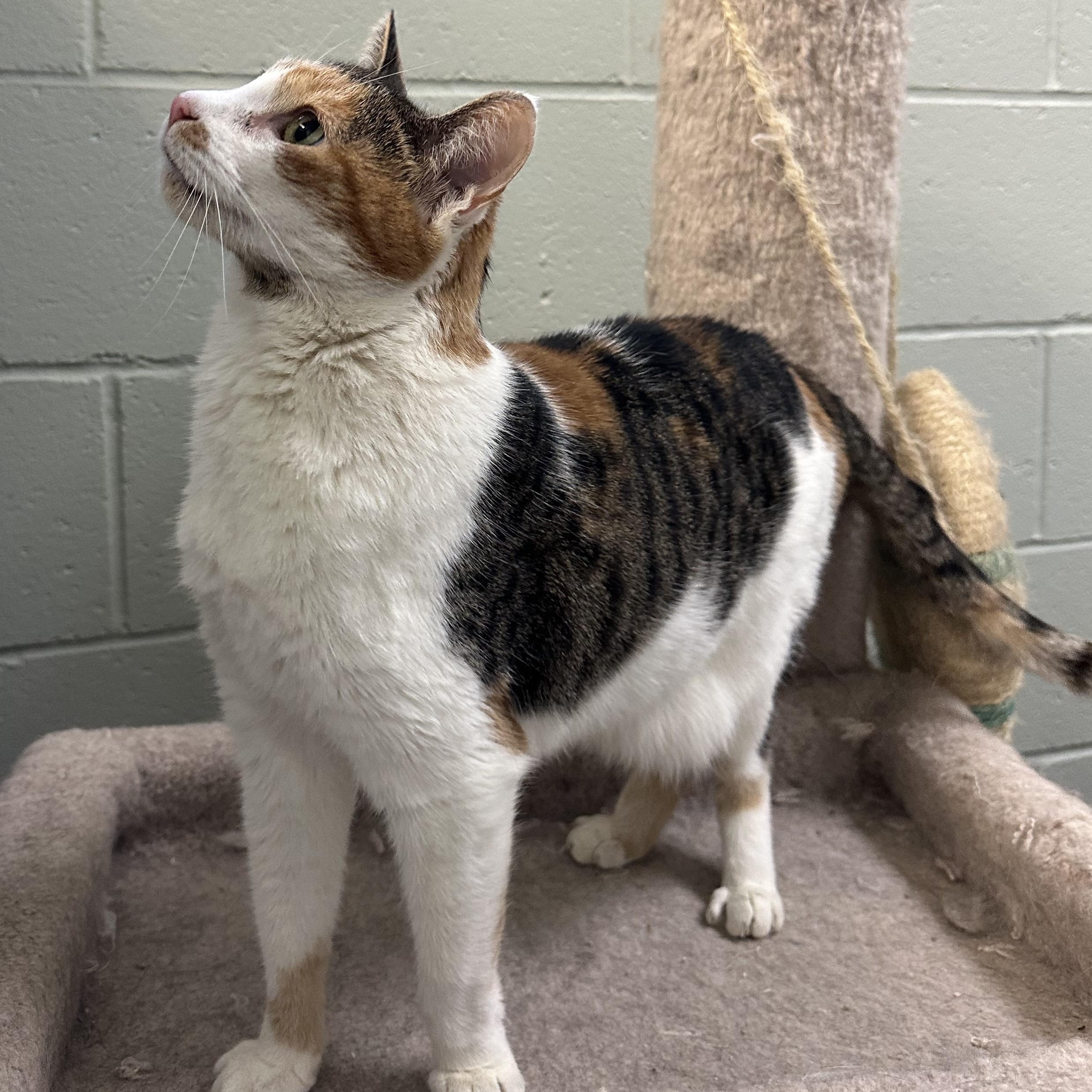 Celia & Penny, a Adoptable mixed breed in Lawrenceville, GA image 3/4