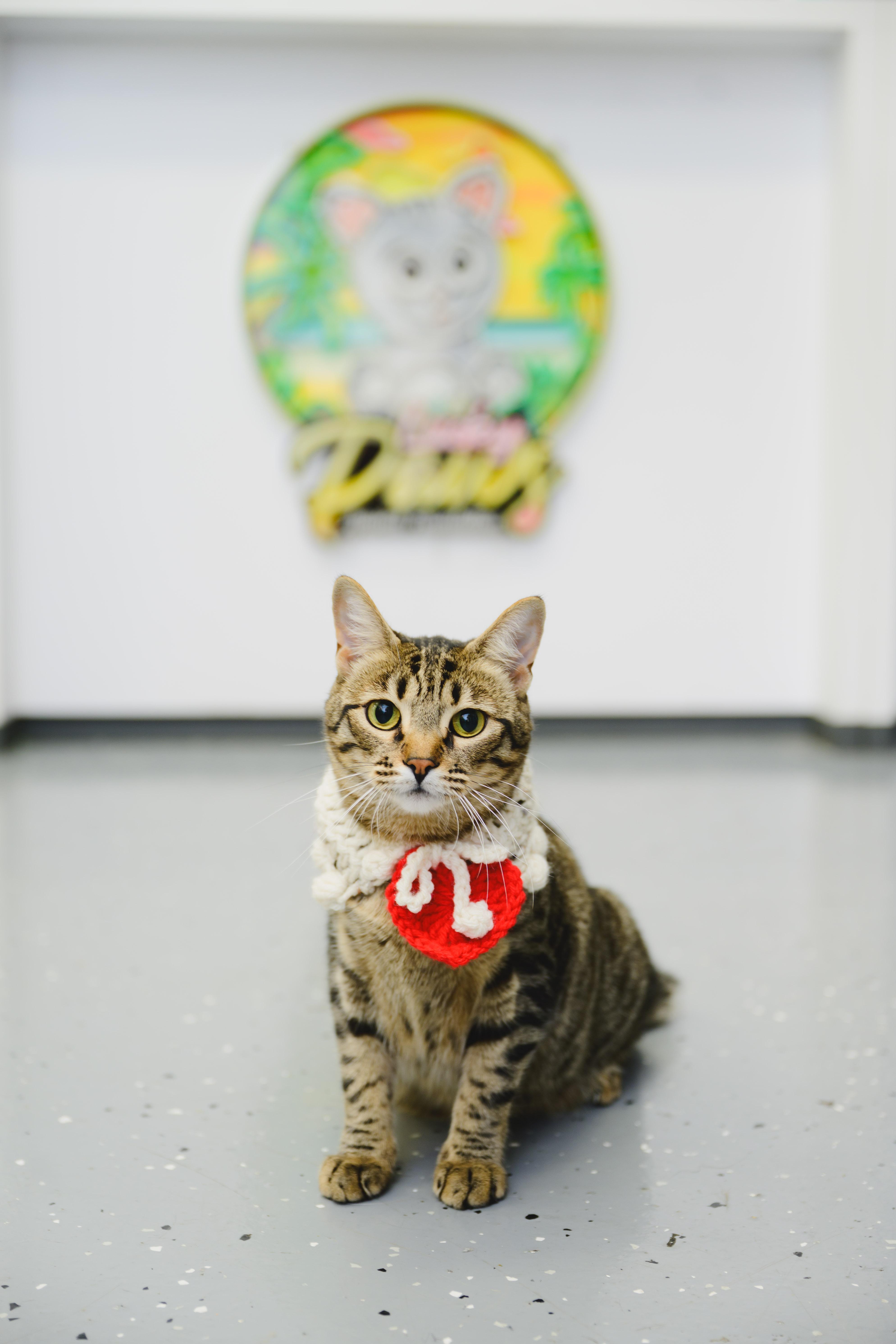 Enlarge Gallatin, a Adoptable Domestic Short Hair in Honolulu, HI image 1/6
