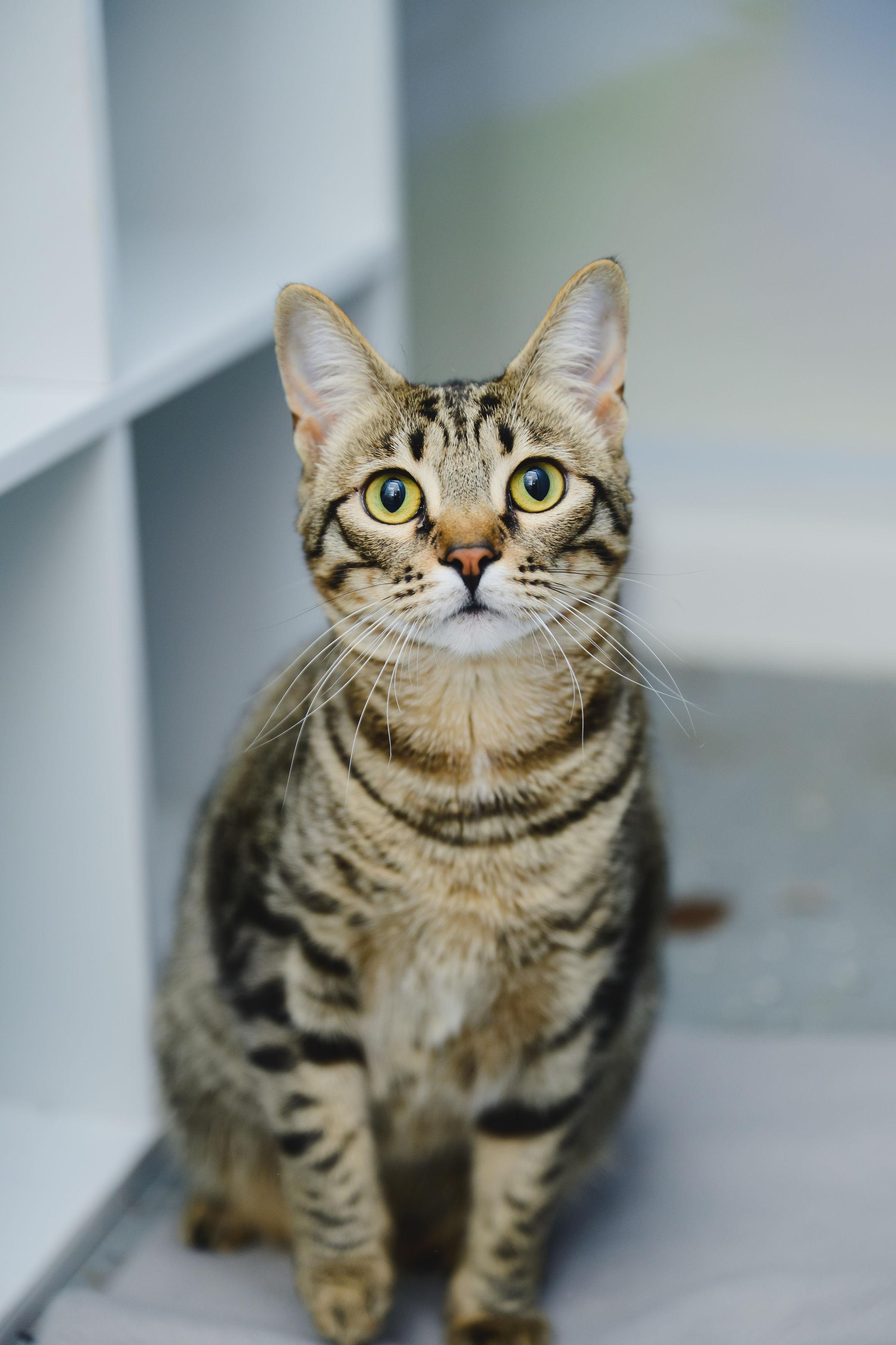 Enlarge Gallatin, a Adoptable Domestic Short Hair in Honolulu, HI image 2/6