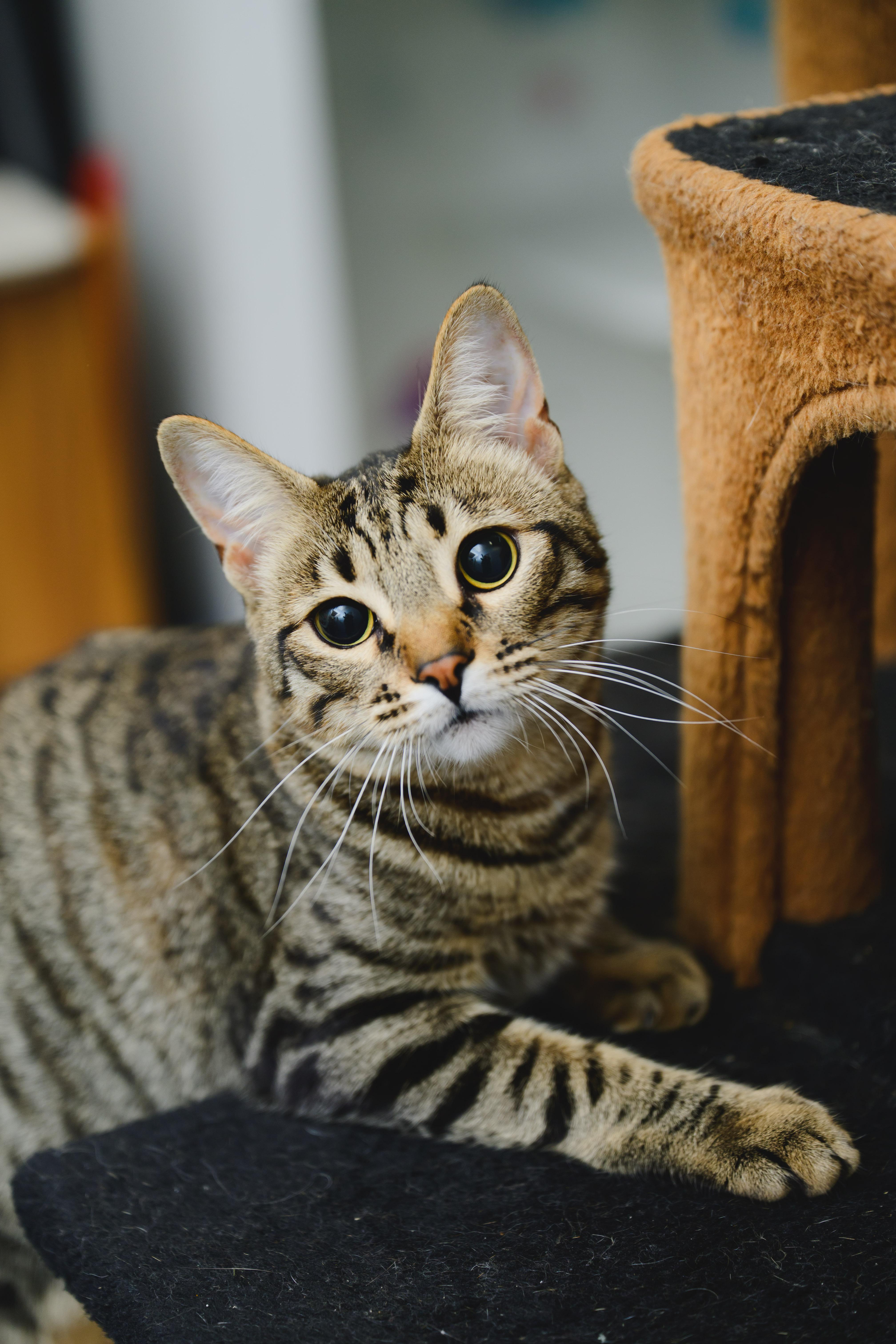 Enlarge Gallatin, a Adoptable Domestic Short Hair in Honolulu, HI image 2/6