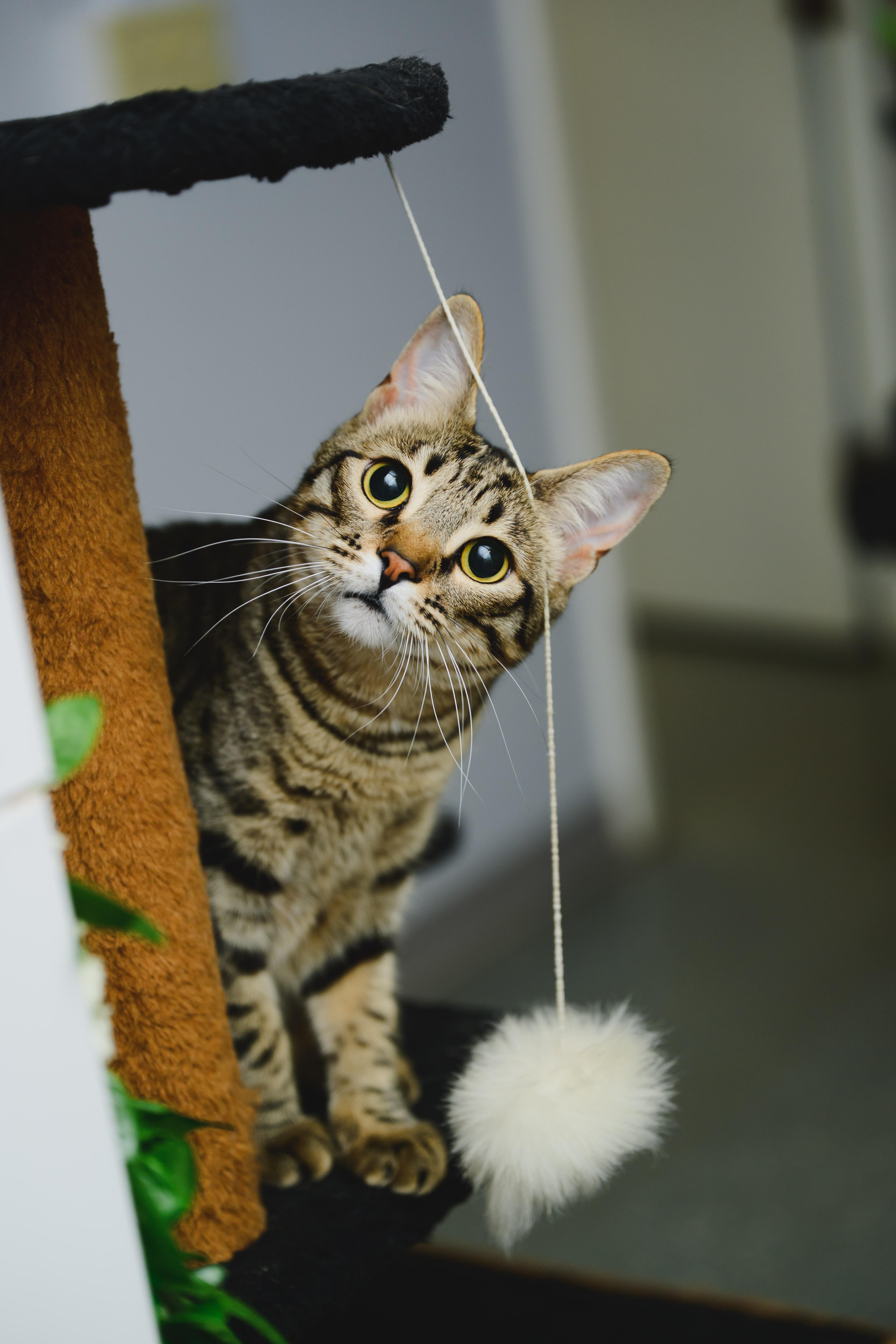 Enlarge Gallatin, a Adoptable Domestic Short Hair in Honolulu, HI image 2/6