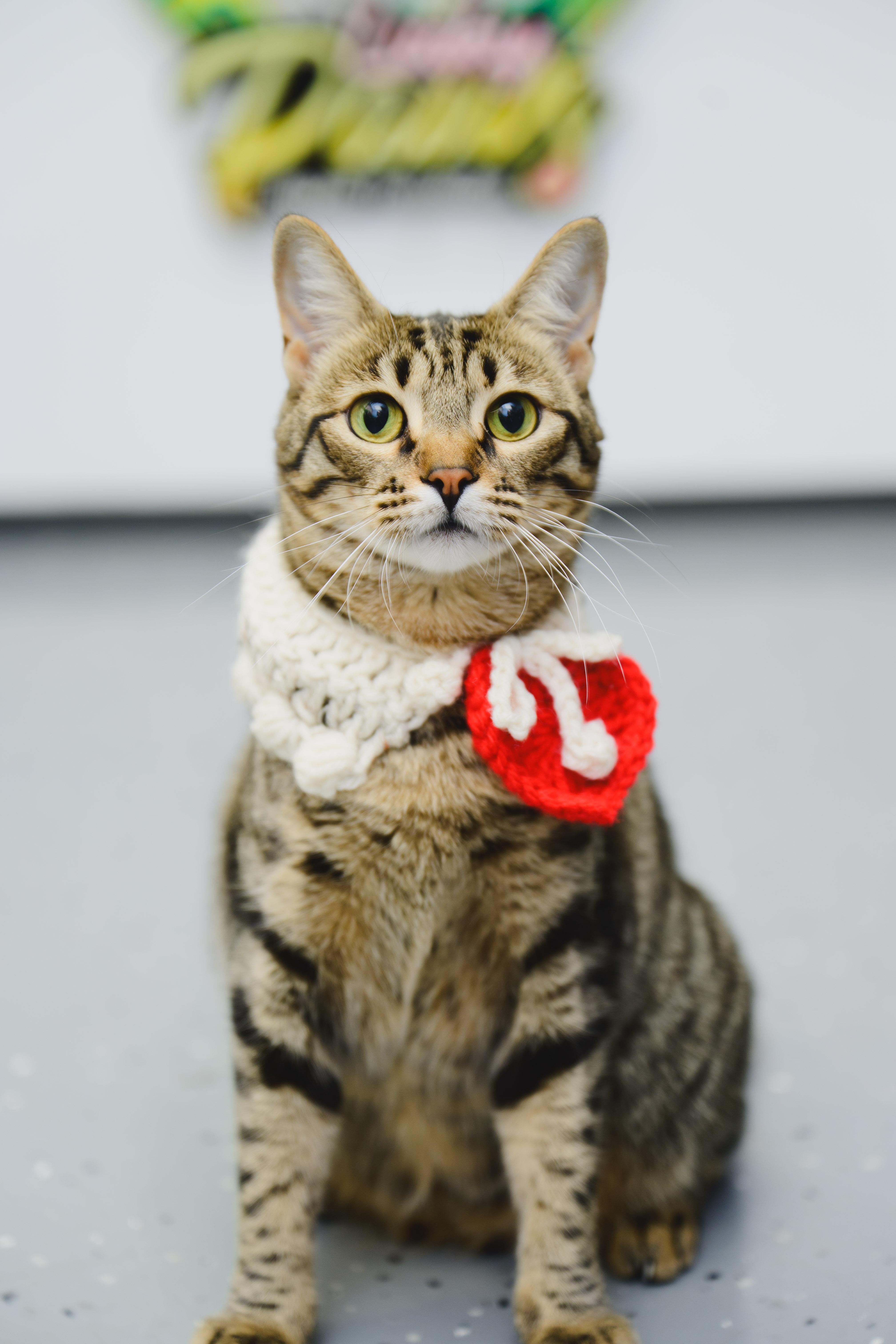 Enlarge Gallatin, a Adoptable Domestic Short Hair in Honolulu, HI image 5/6