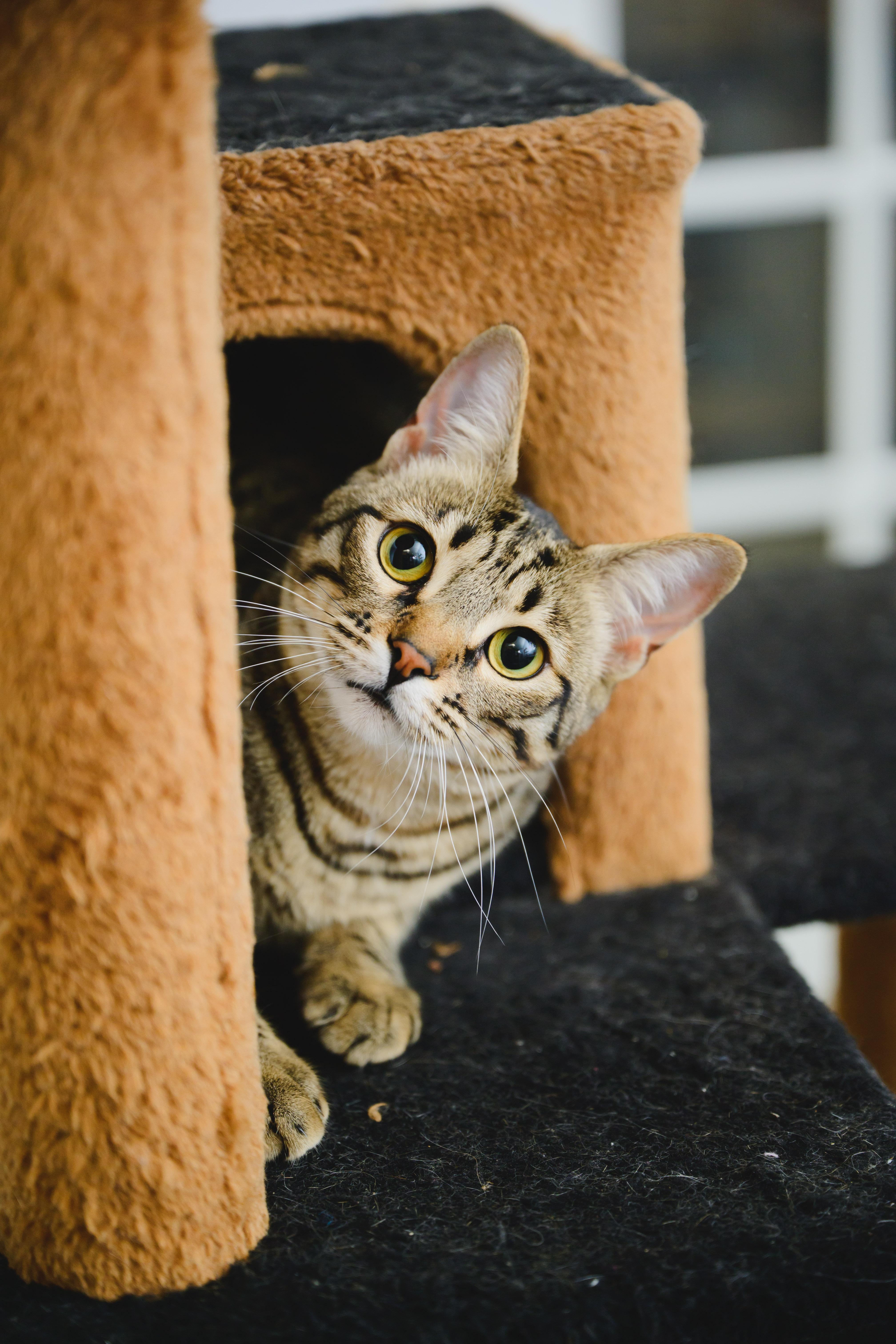 Enlarge Gallatin, a Adoptable Domestic Short Hair in Honolulu, HI image 6/6