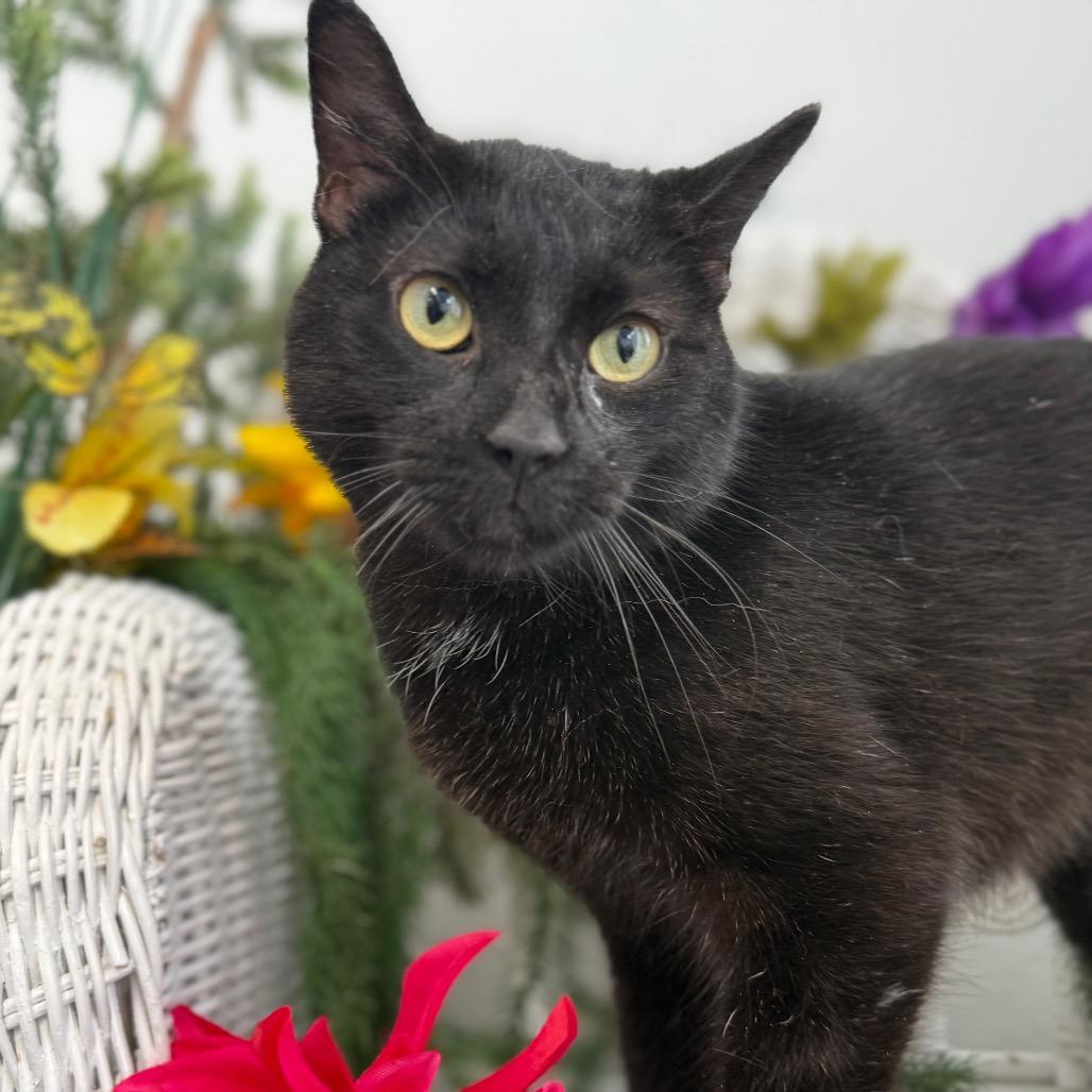 Traveling Onyxia 56331, Adoptable, Young Female Domestic Short Hair.