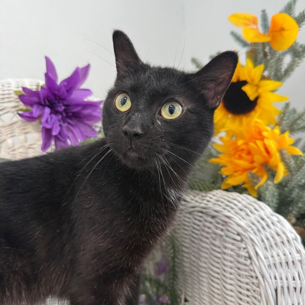 Enlarge Traveling Onyxia 56331, a Adoptable Domestic Short Hair in Lansing, MI image 2/4