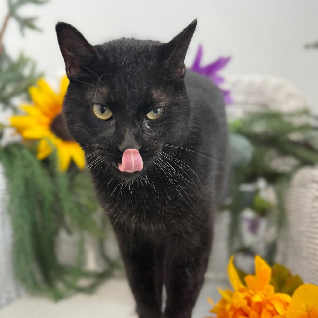 Enlarge Traveling Onyxia 56331, a Adoptable Domestic Short Hair in Lansing, MI image 3/4