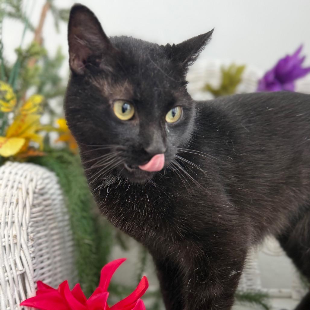 Enlarge Traveling Onyxia 56331, a Adoptable Domestic Short Hair in Lansing, MI image 4/4