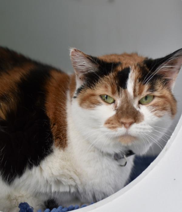 Enlarge Sherry, a Adoptable Domestic Short Hair in Marietta, GA image 1/4
