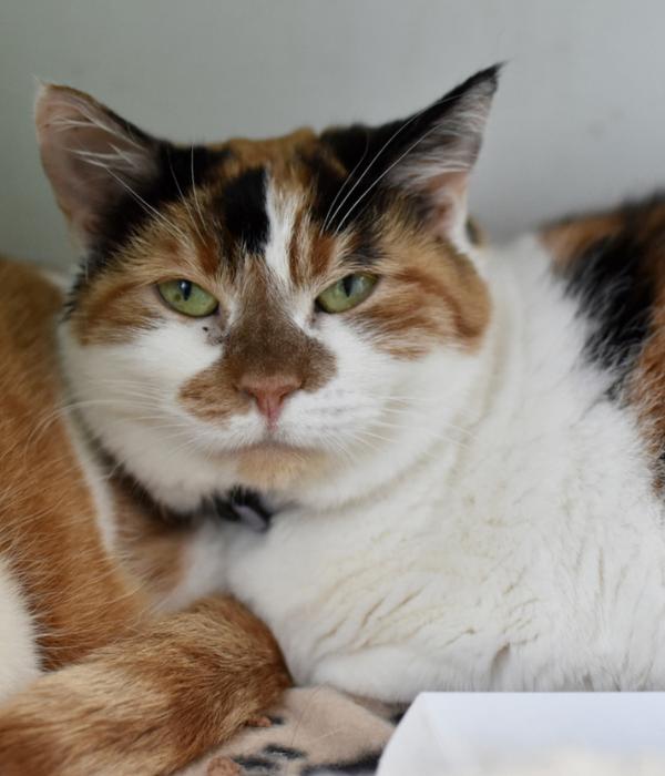 Enlarge Sherry, a Adoptable Domestic Short Hair in Marietta, GA image 2/4