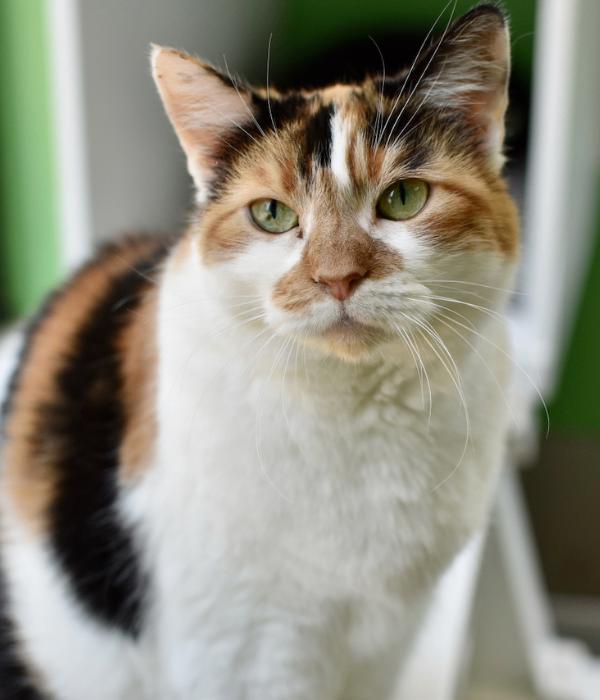 Enlarge Sherry, a Adoptable Domestic Short Hair in Marietta, GA image 3/4