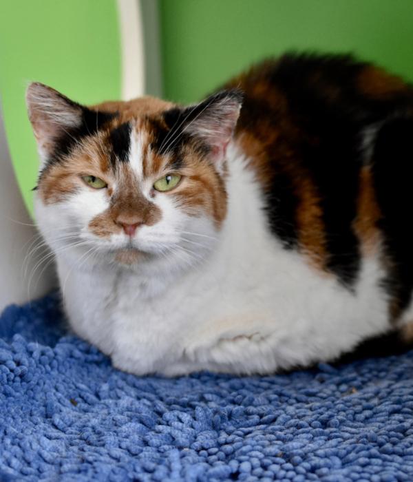 Enlarge Sherry, a Adoptable Domestic Short Hair in Marietta, GA image 4/4