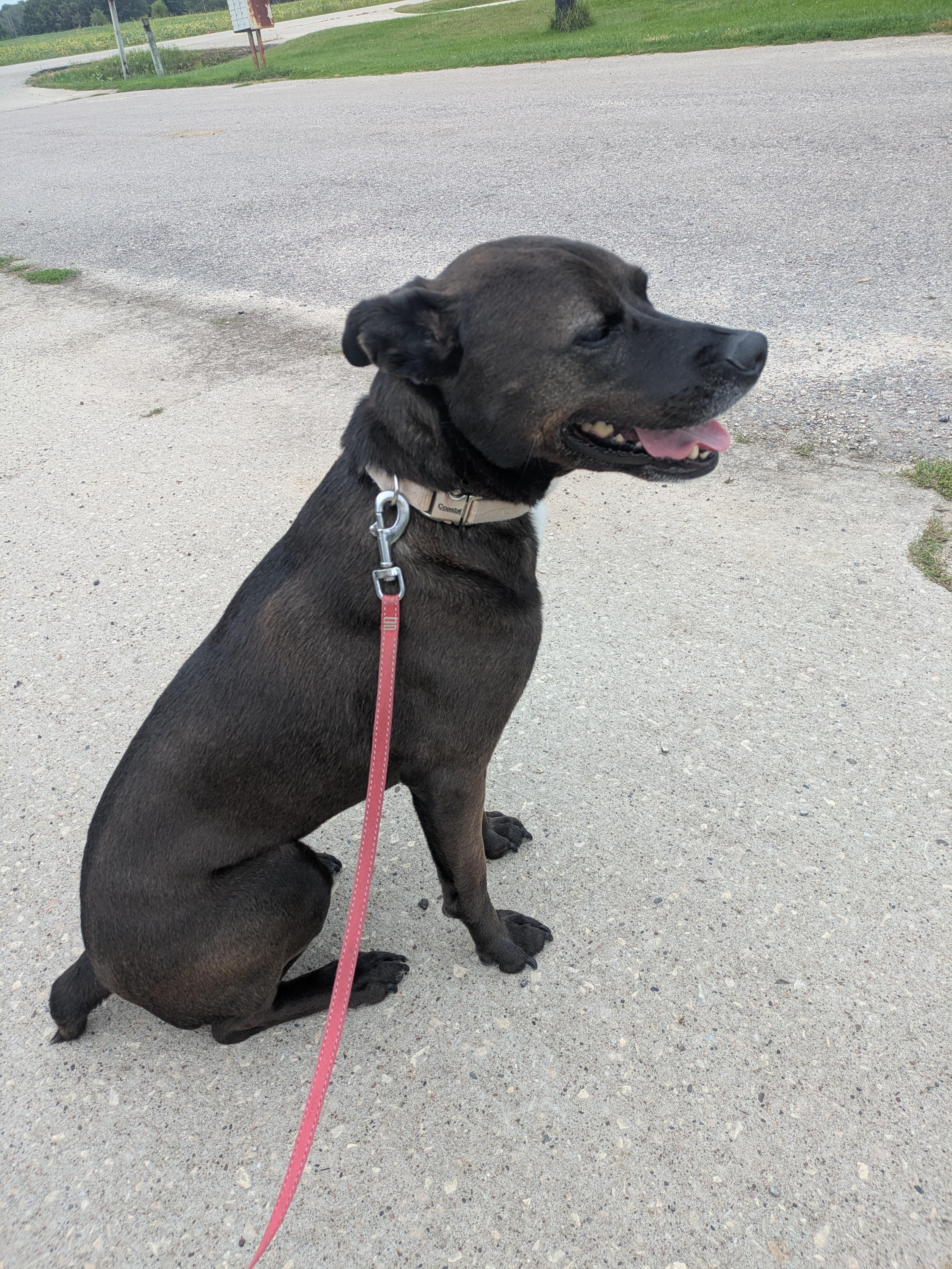 Enlarge Lark - COURTESY POST, a ADOPTABLE mixed breed in Sparta, WI image 2/2