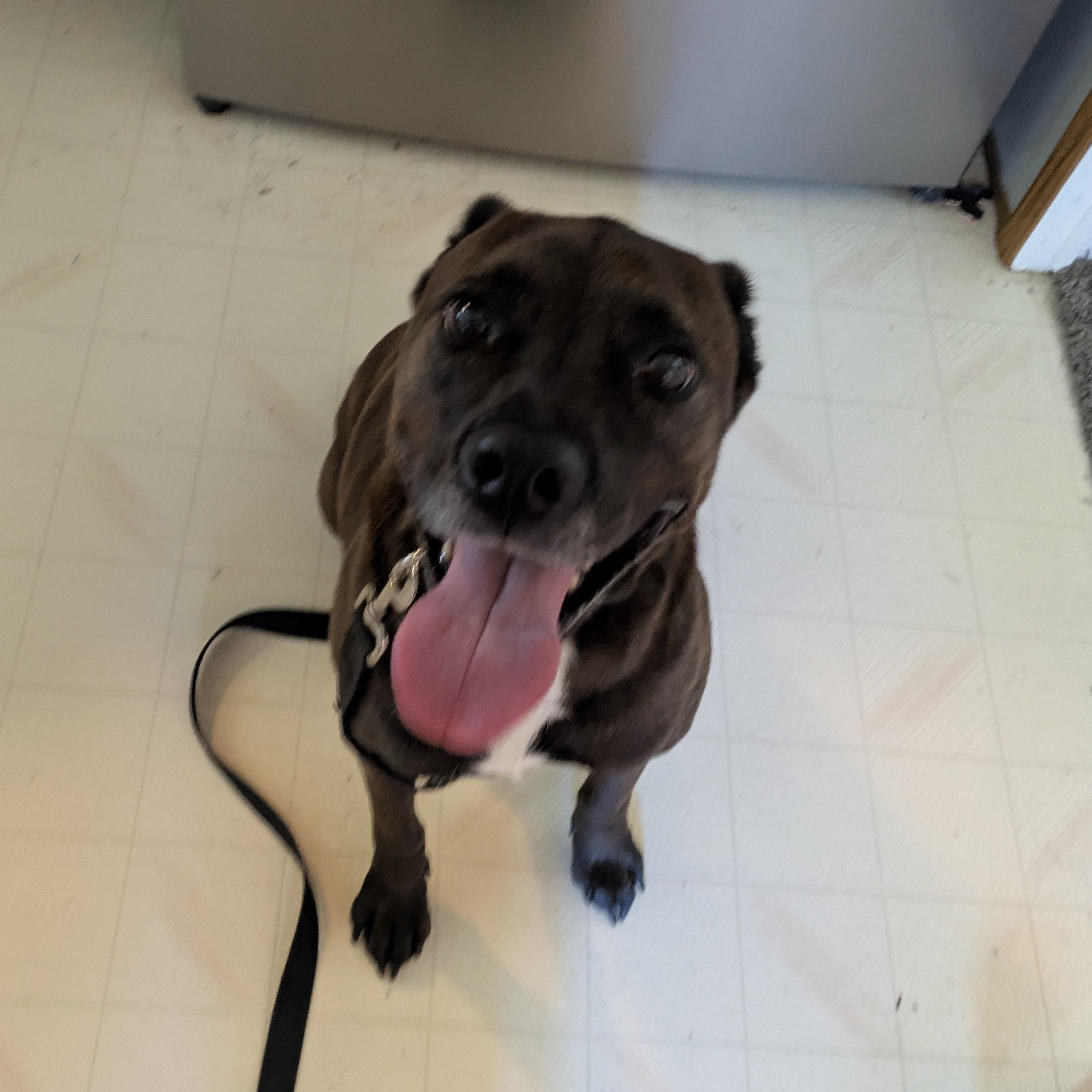 Lark - COURTESY POST, ADOPTABLE, Senior Female Labrador Retriever.