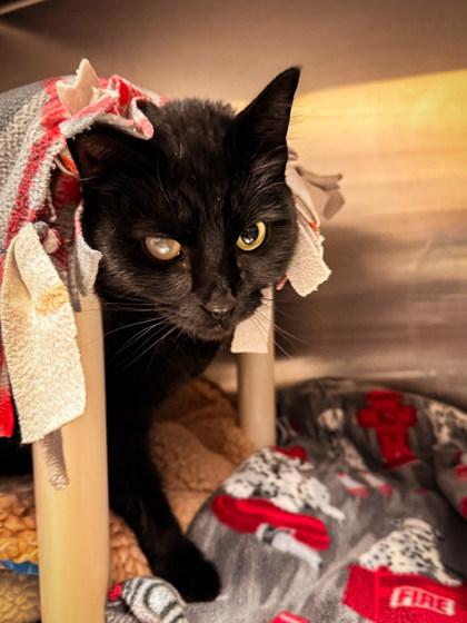 Enlarge Ember, a ADOPTABLE Domestic Short Hair in Missoula, MT image 1/1