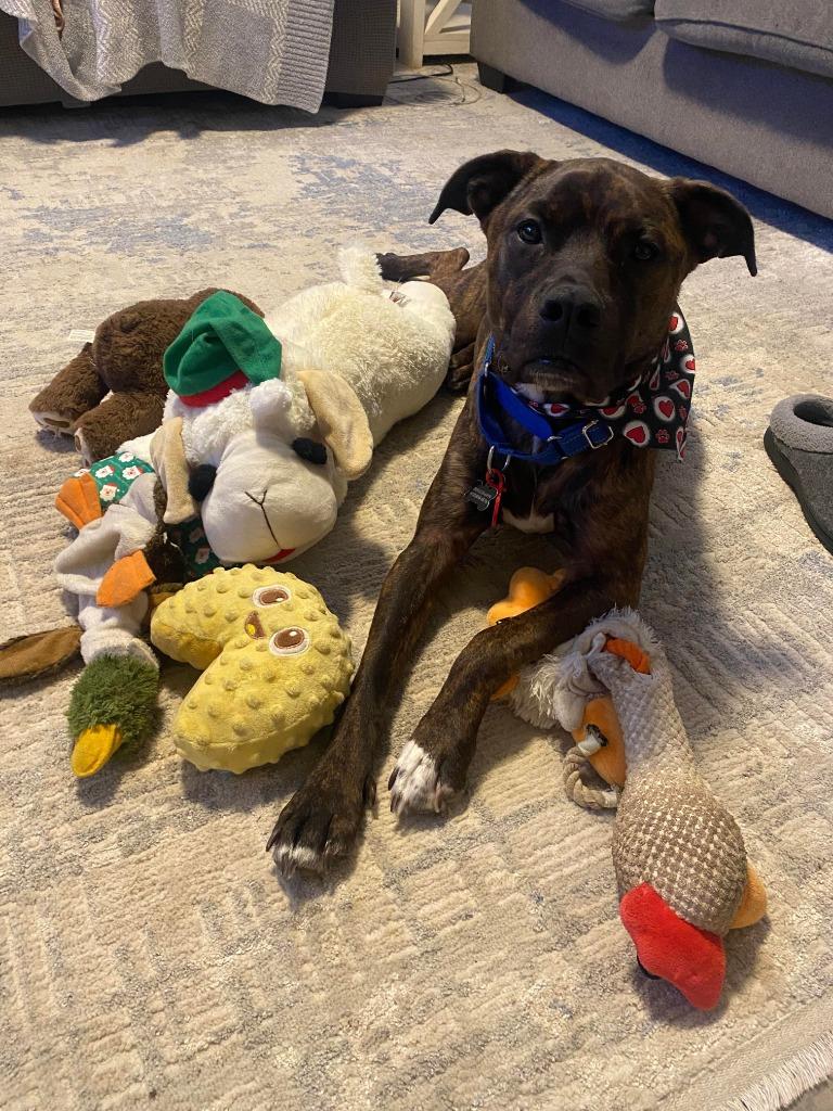 Enlarge Buddy, a Adoptable mixed breed in Lexington, KY image 1/6