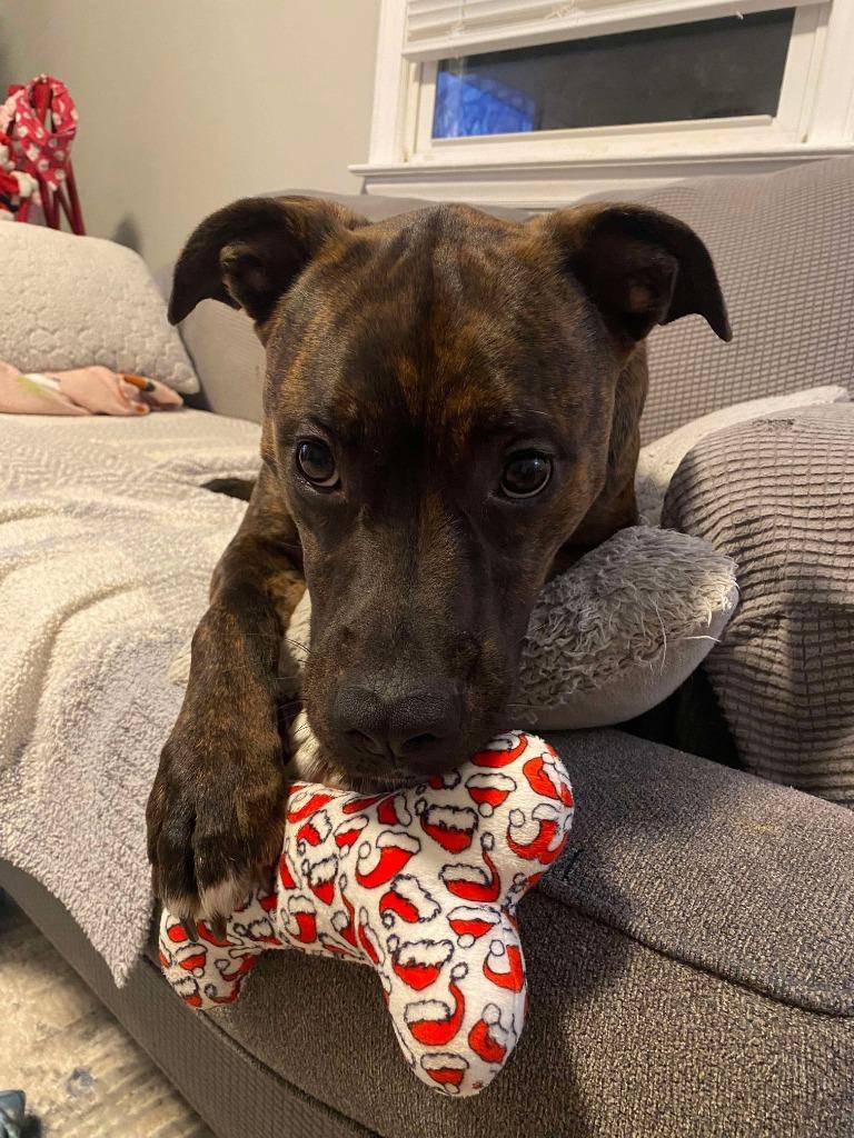 Enlarge Buddy, a Adoptable mixed breed in Lexington, KY image 3/6