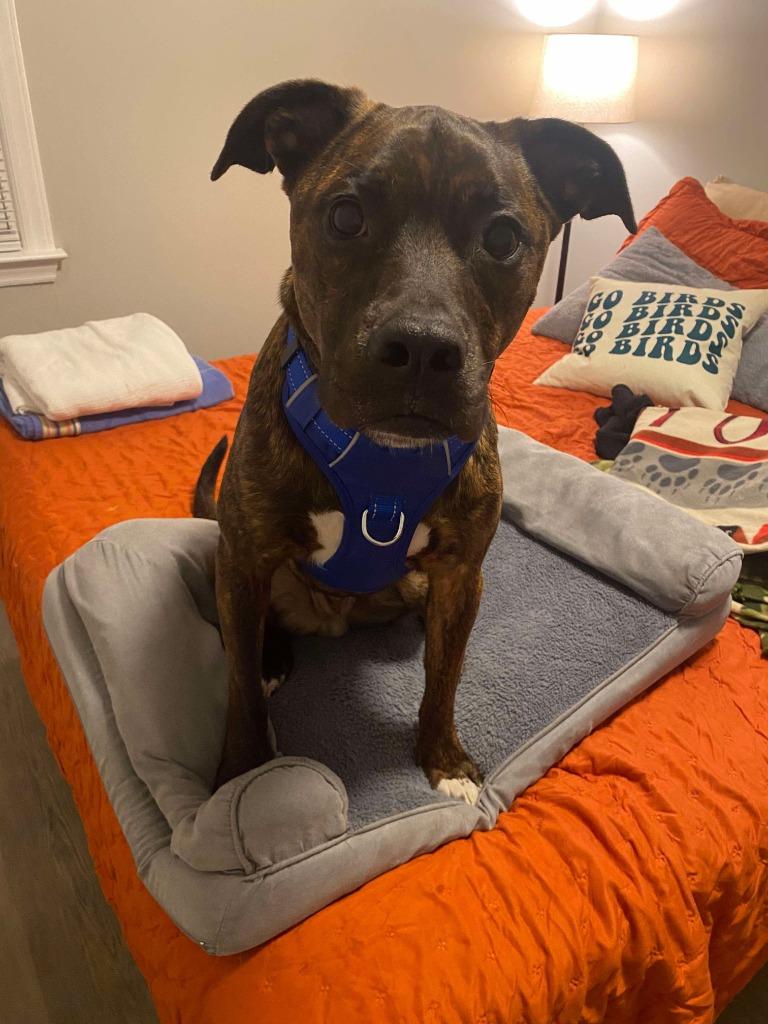 Enlarge Buddy, a Adoptable mixed breed in Lexington, KY image 4/6