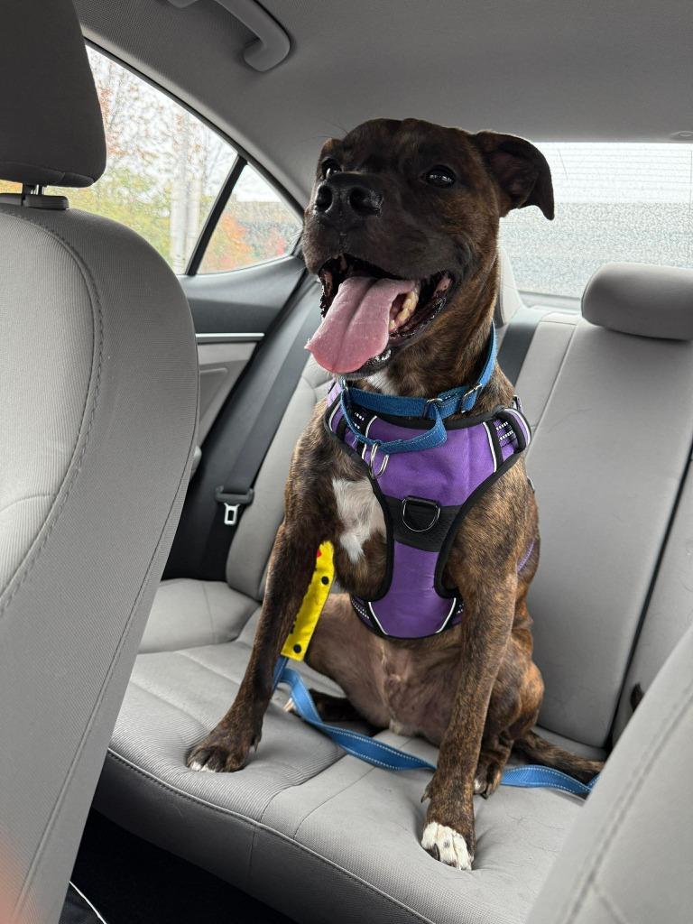 Enlarge Buddy, a Adoptable mixed breed in Lexington, KY image 5/6