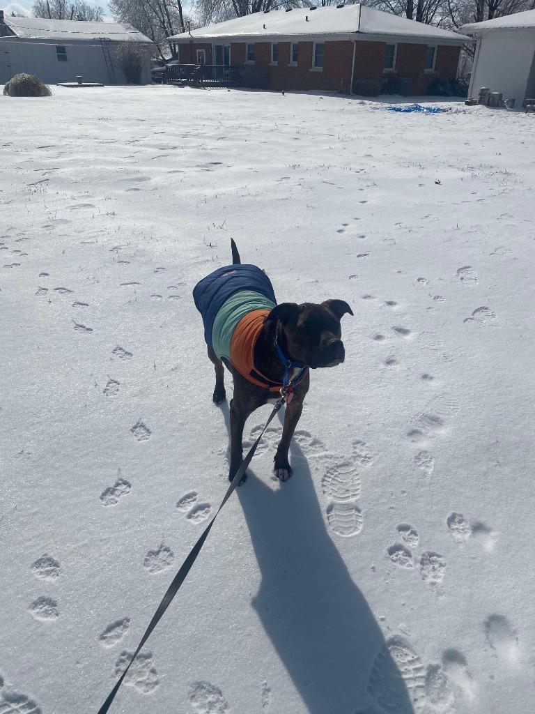 Enlarge Buddy, a Adoptable mixed breed in Lexington, KY image 6/6