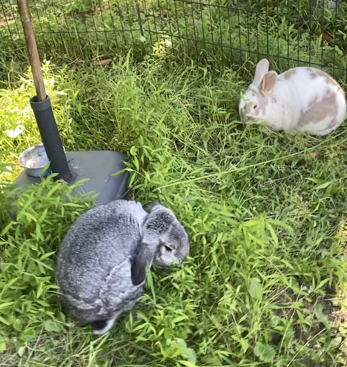 Wayland and Wren
