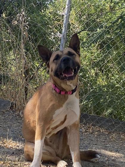 Kaori, a Adoptable mixed breed in Lewiston, ID image 2/6