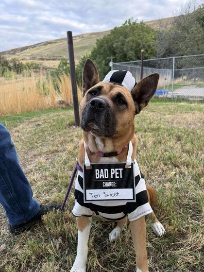 Kaori, a Adoptable mixed breed in Lewiston, ID image 4/6