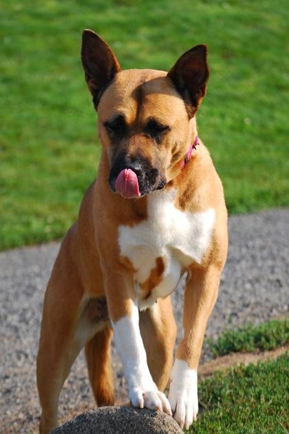 Kaori, Adoptable, Adult Female Akita.