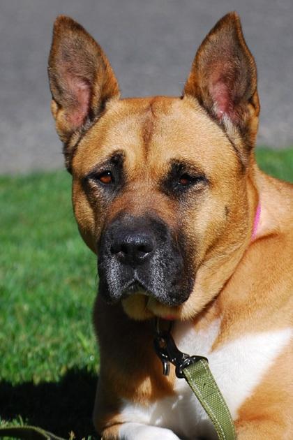 Kaori, a Adoptable mixed breed in Lewiston, ID image 6/6