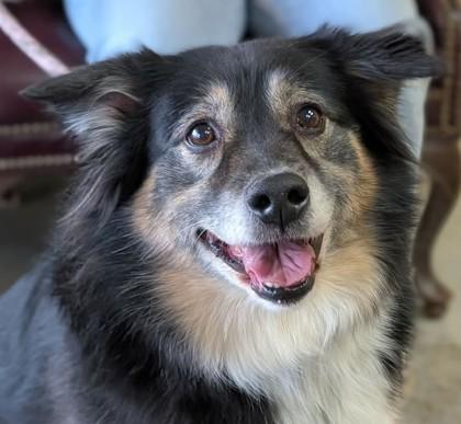 Enlarge Wren, a Adoptable mixed breed in La Harpe, KS image 1/3