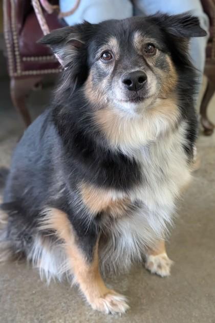 Enlarge Wren, a Adoptable mixed breed in La Harpe, KS image 2/3