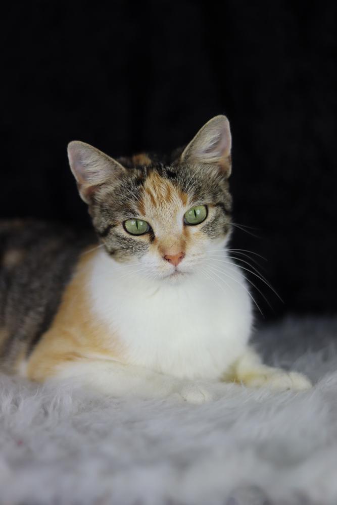 May, Adoptable, Adult Female Domestic Short Hair.