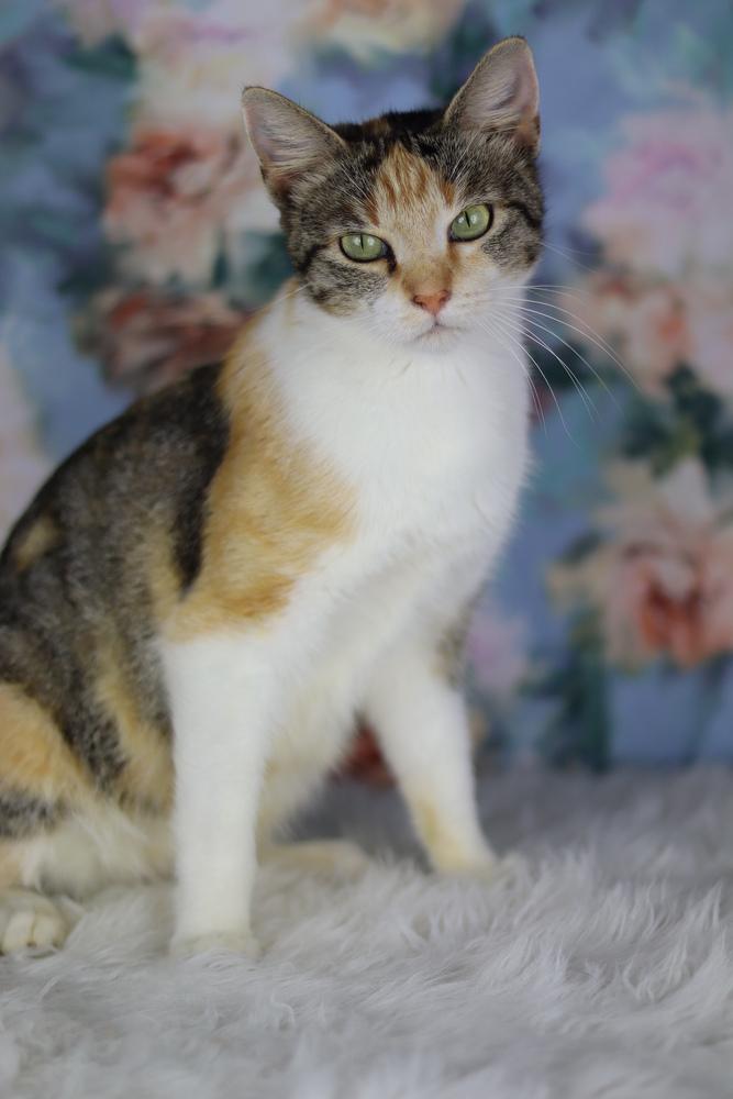 Enlarge May, a Adoptable Domestic Short Hair in Lewisburg, TN image 2/2